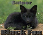 Аватар для Black Fox